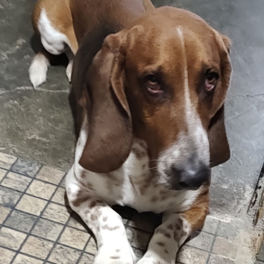 WILL | Raza Basset Hound | Perdido