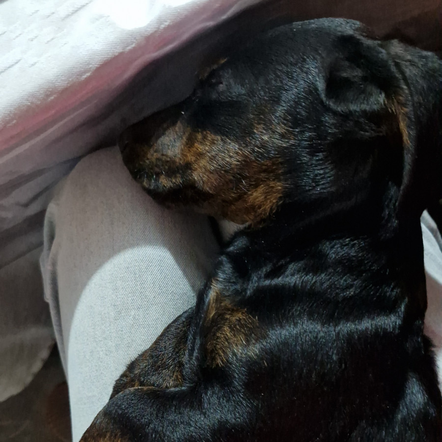 FÉNIX | Raza Dachshund o Salchicha  | Perdido