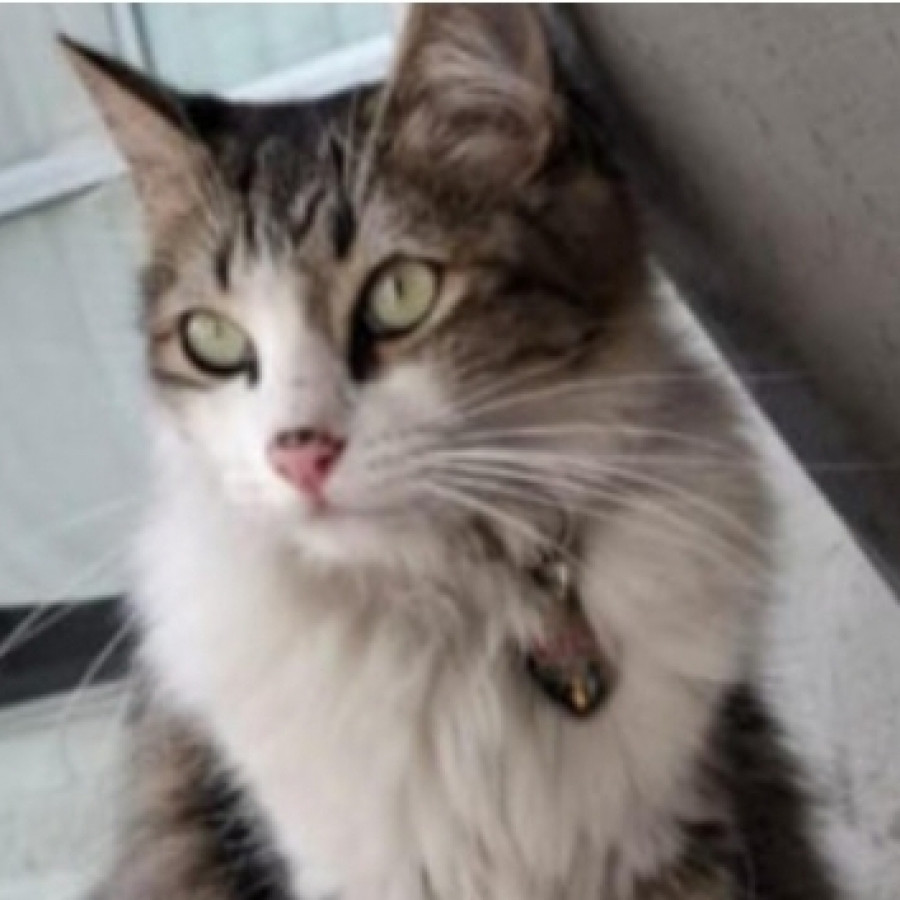 LILY | Raza Doméstico Americano de pelo semilargo | Perdida