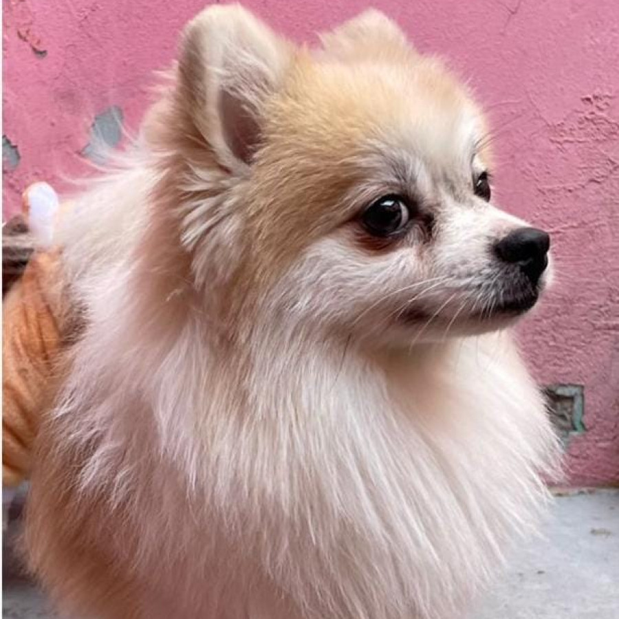 PACHO | Raza Pomerania | Perdido