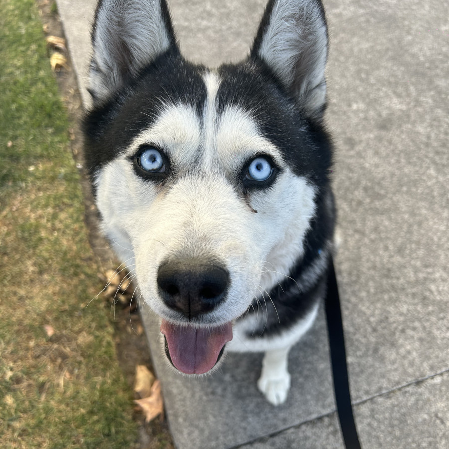  | Raza Husky Siberiano | Encontrada