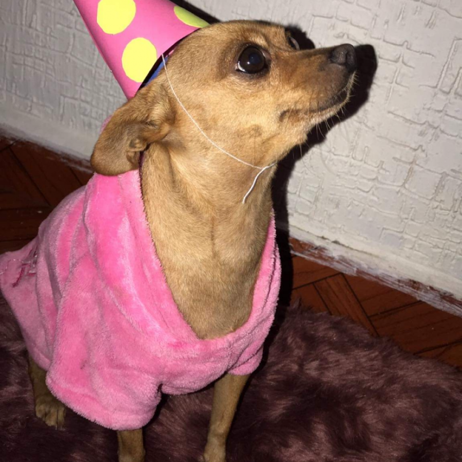 SOFI | Raza Chihuahua | Perdida