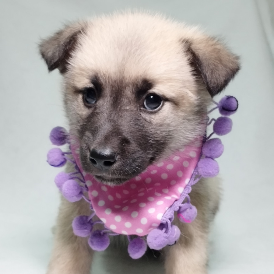 CAPUCHINA | Raza Mestiza, cruza de Husky con Labrador | En Adopción