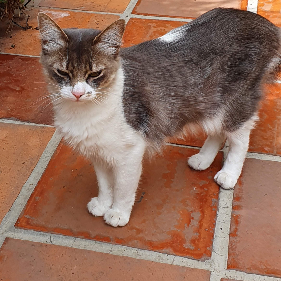 PERLA (CHITU) | Raza Doméstico Americano de pelo semilargo | Perdida