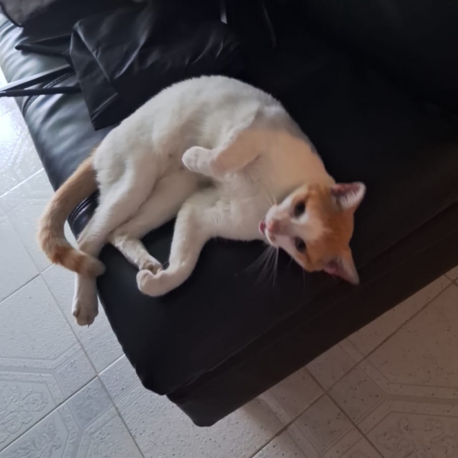 KIRA | Raza Doméstico Americano de pelo corto | Final Feliz