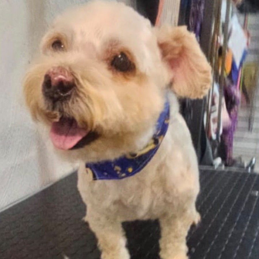 DUCKY | Raza Mestizo, cruza de French Poodle | Perdido