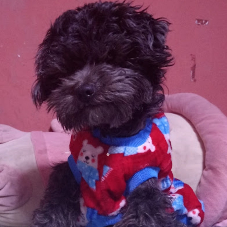 COCO | Raza Mestizo cruza de Schnauzer con Poodle,  (Schnoodle) | Perdido