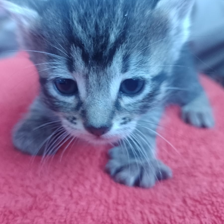 TIGER | Raza Doméstico Américano de Pelo Corto | En Adopción