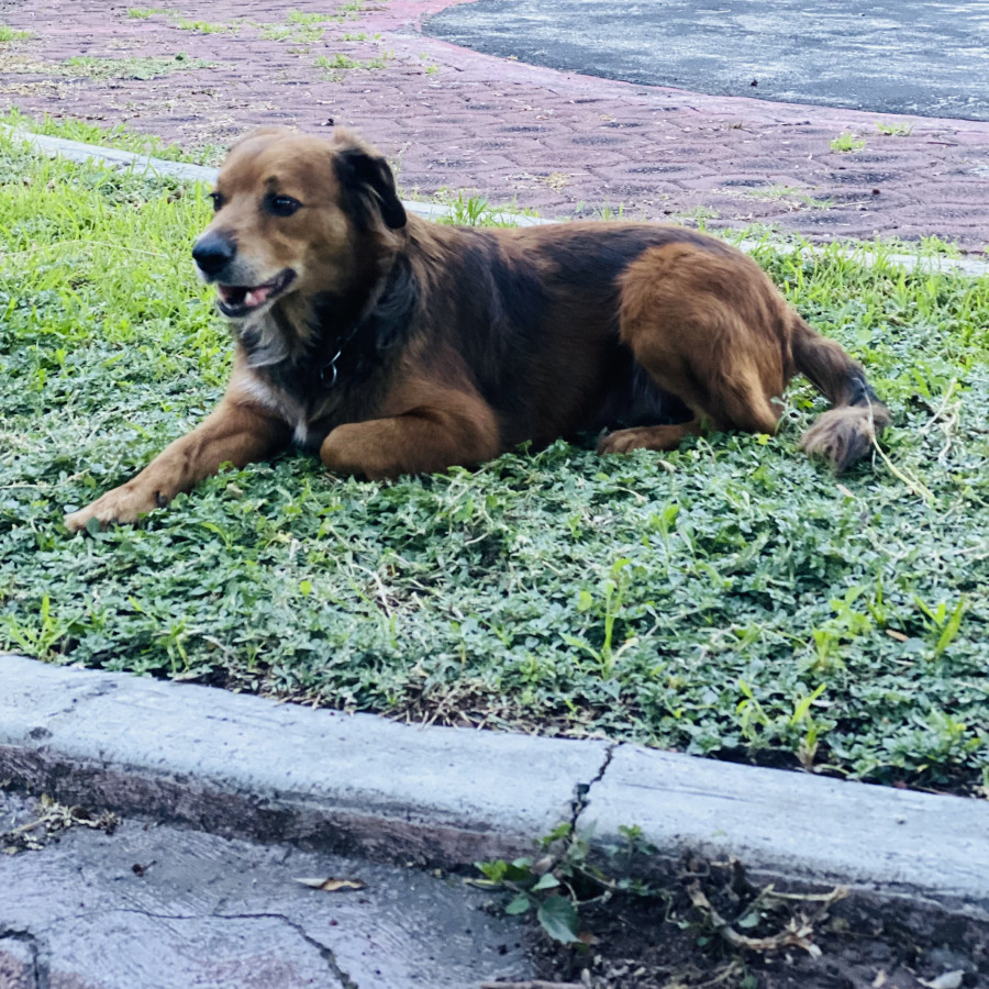 PELUCHE | Raza Mestizo | En Adopción