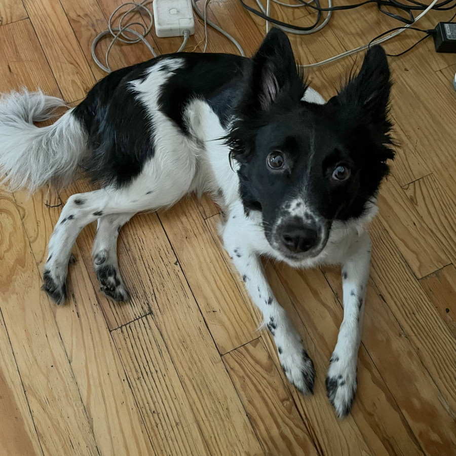  | Raza Mestiza, posible cruza de Border Collie | Encontrada