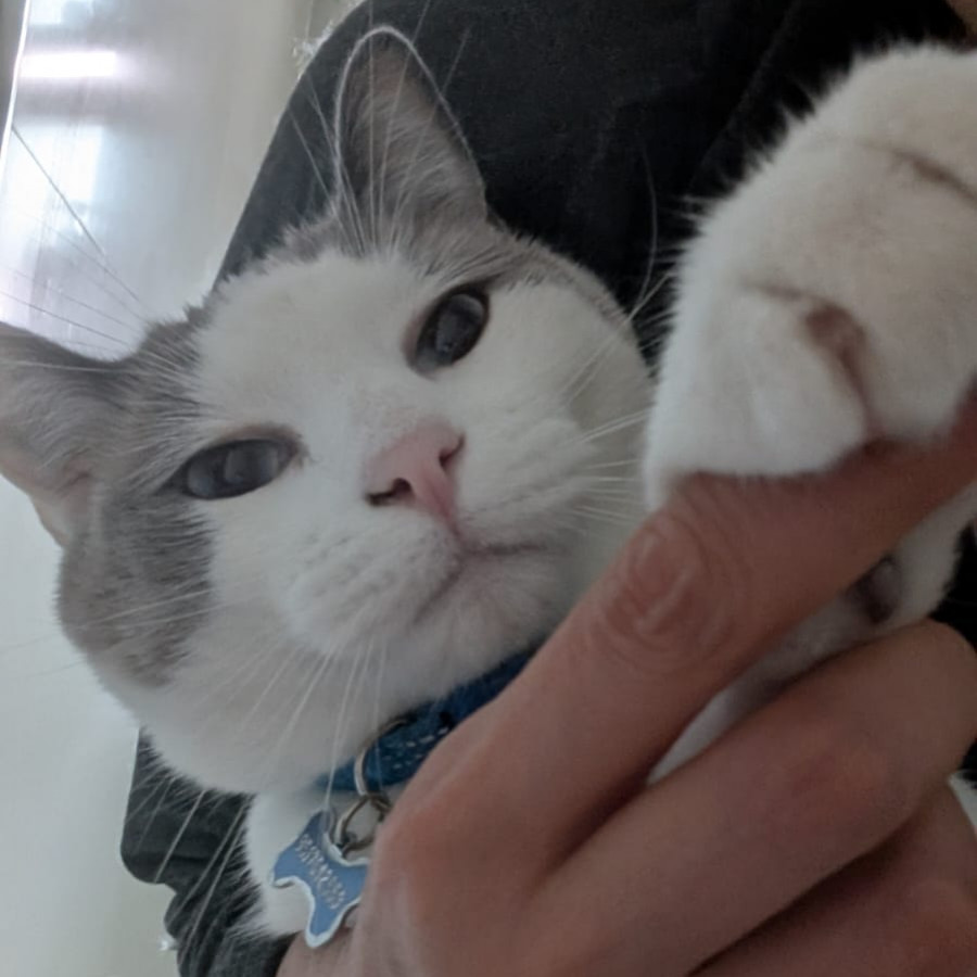 MINGUS | Raza Doméstico Americano de Pelo Corto | Perdido