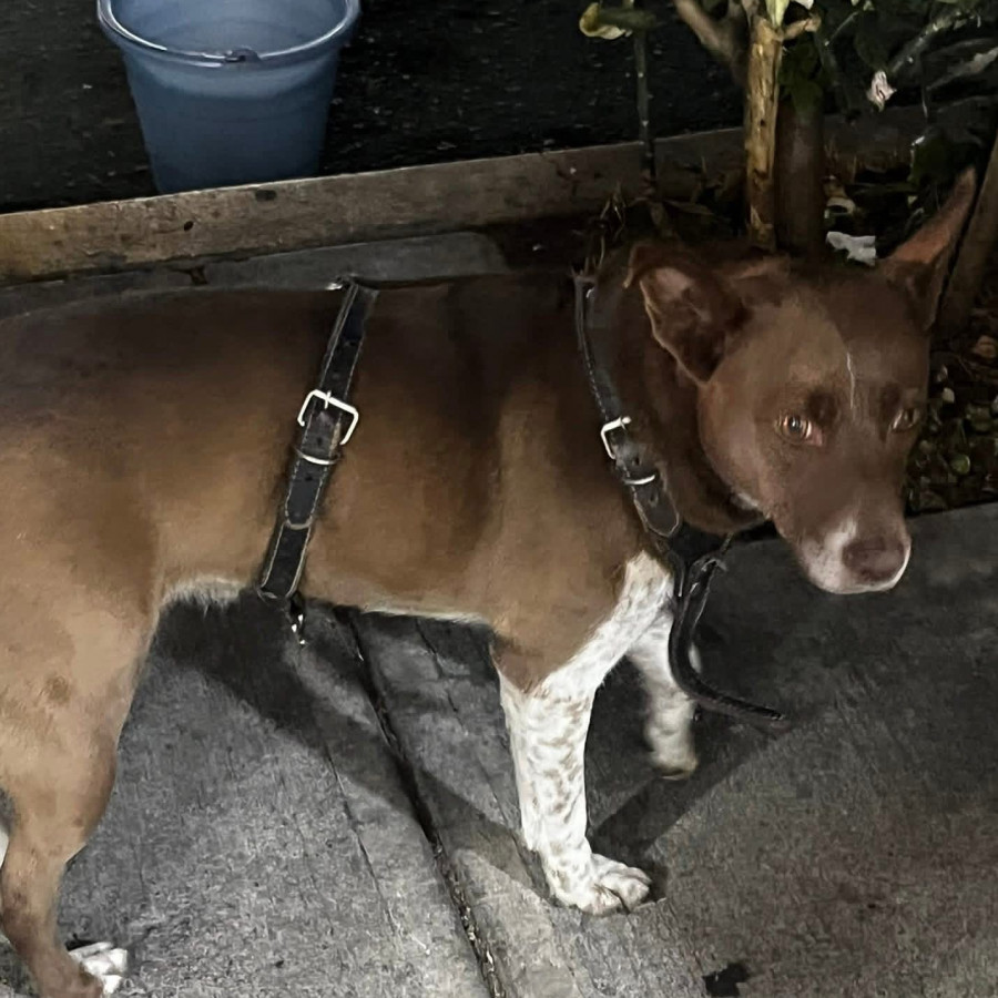  | Raza Mestiza | Encontrada