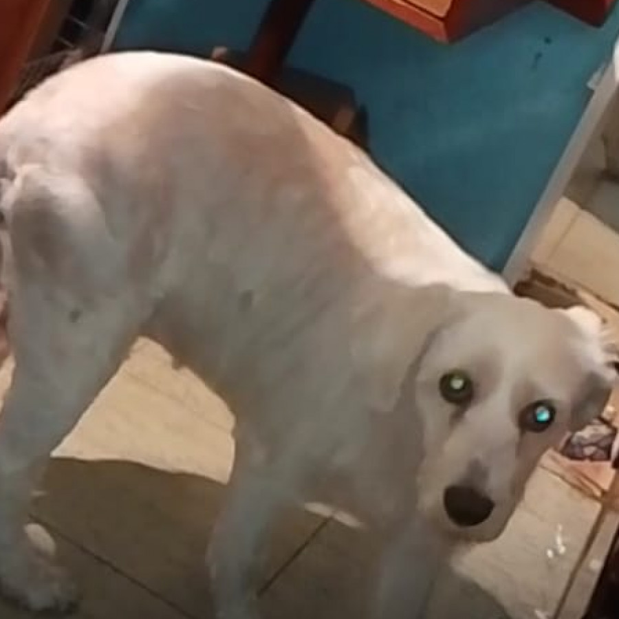 PETUNIA | Raza Mestiza | Perdida