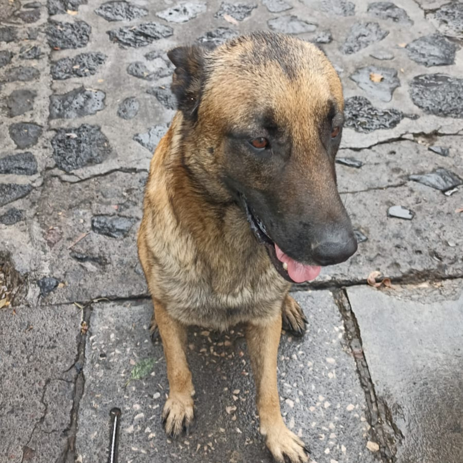  | Raza Pastor Belga Malinois | Encontrado