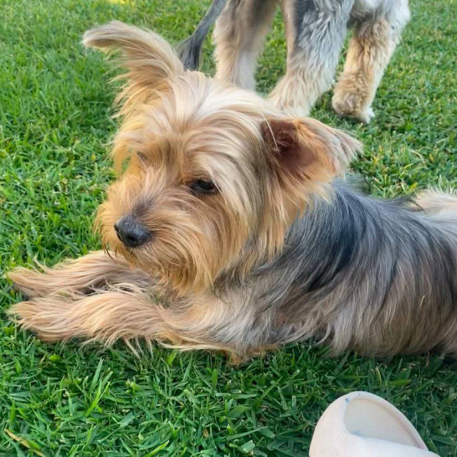 NICK | Raza Silky Terrier | Final Feliz