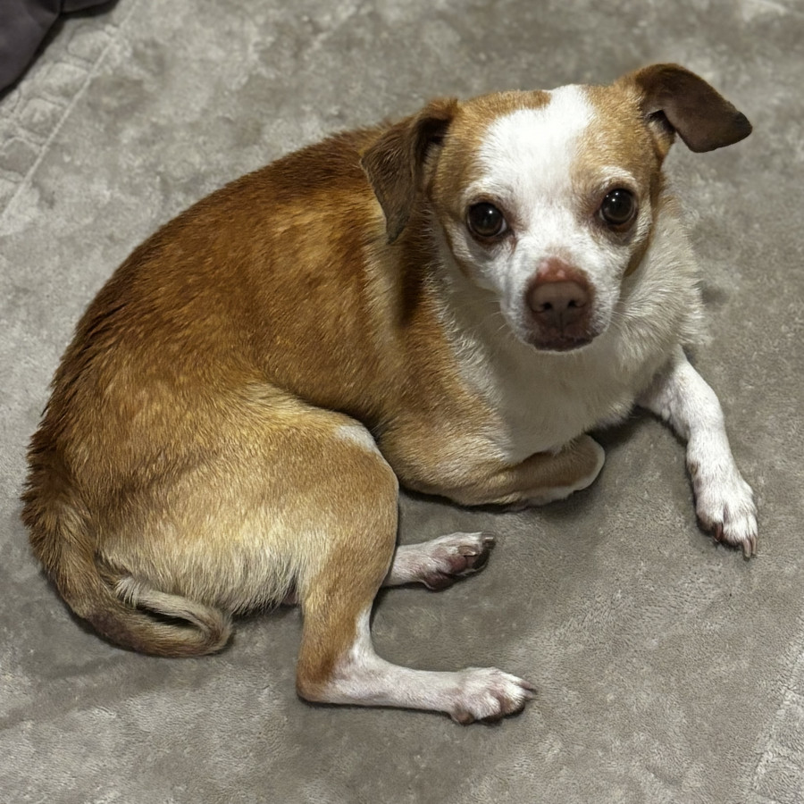  | Raza Chihuahua | Encontrado