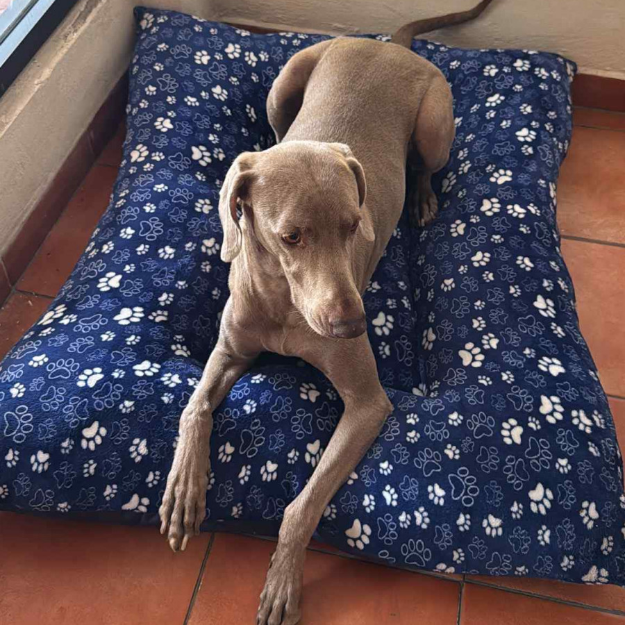 KHALA | Raza Weimaraner  | Perdida