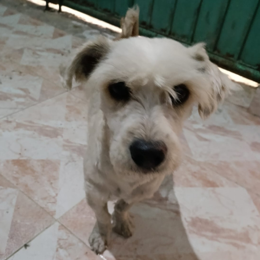  | Raza Mestizo, cruza de Schnauzer | Encontrado