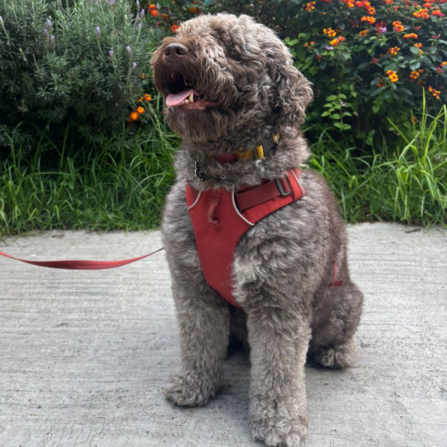 POMME | Raza Perro de Aguas Español | Perdida