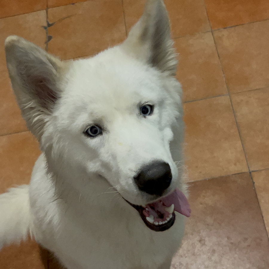 POL | Raza Husky Siberiano | Perdido