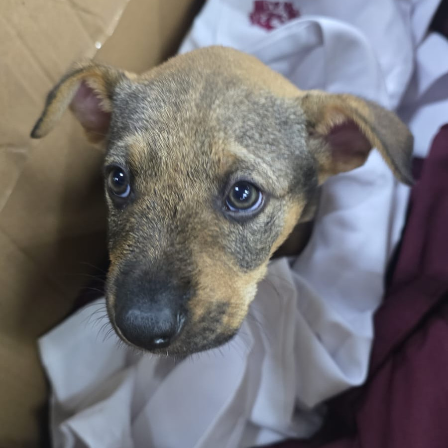 HERMOSO PELUDITO | Raza Mestizo | En Adopción