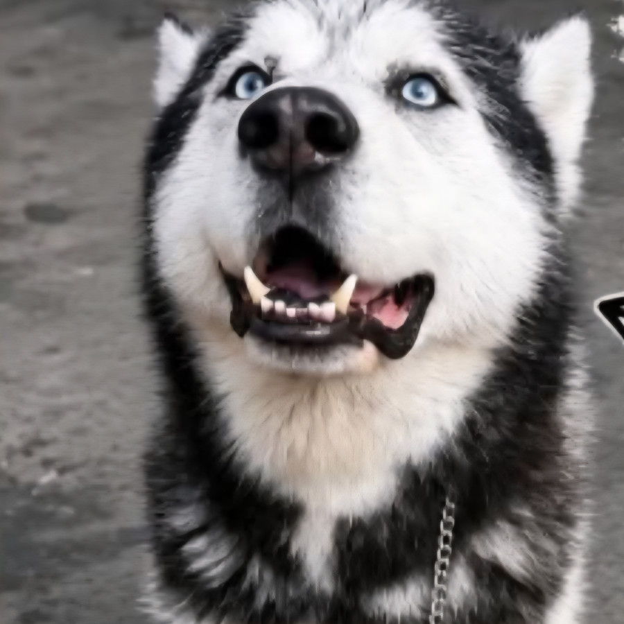 BLACKY | Raza Husky Siberiano | Final Feliz