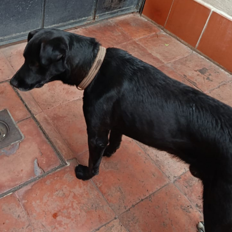  | Raza Mestizo, cruza de Labrador | Encontrado