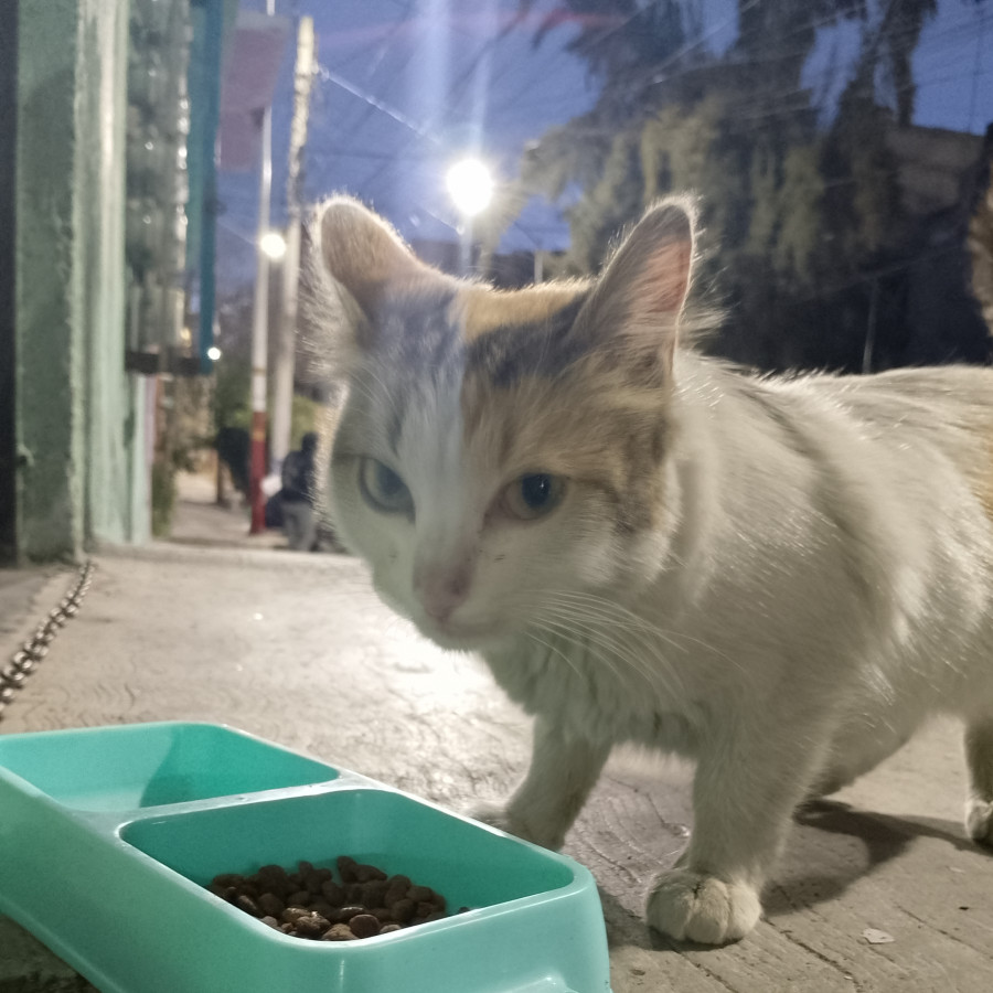  | Raza Calicó de pelo semilargo | Encontrada