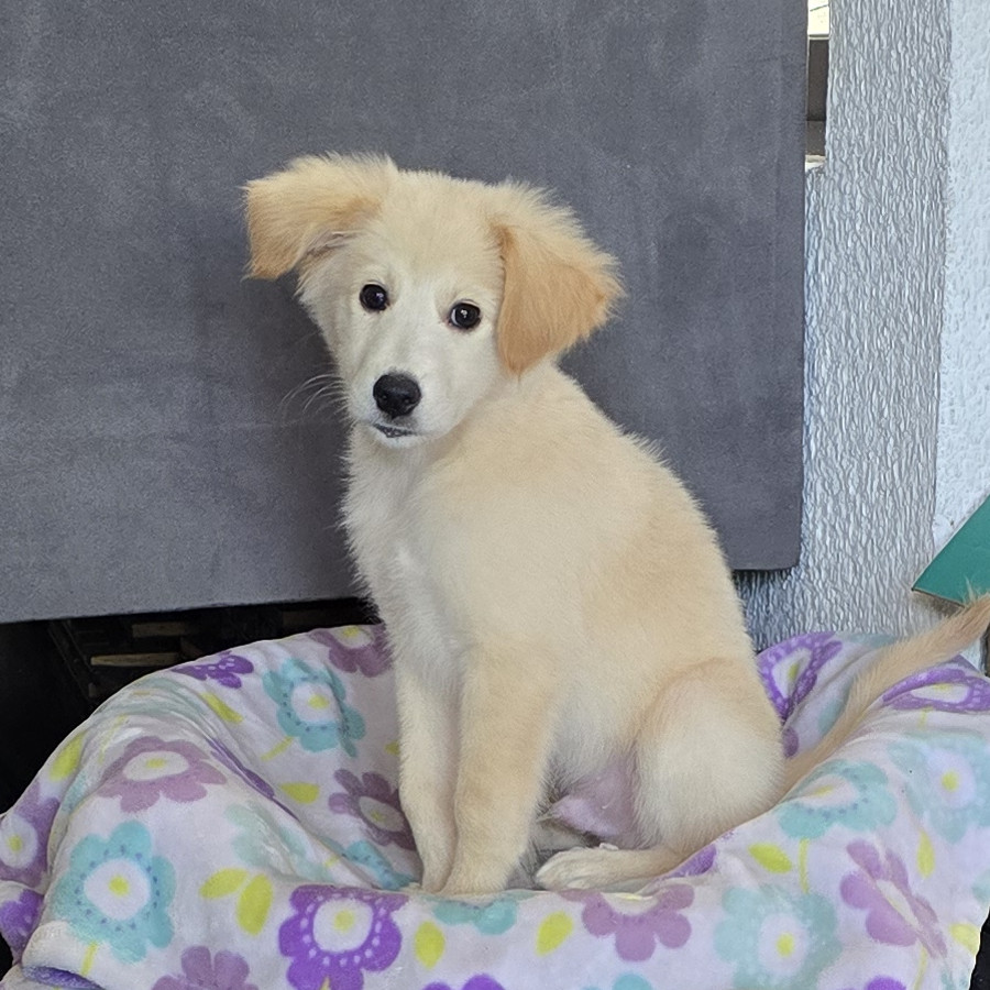 CANELO | Raza Mestizo | En Adopción