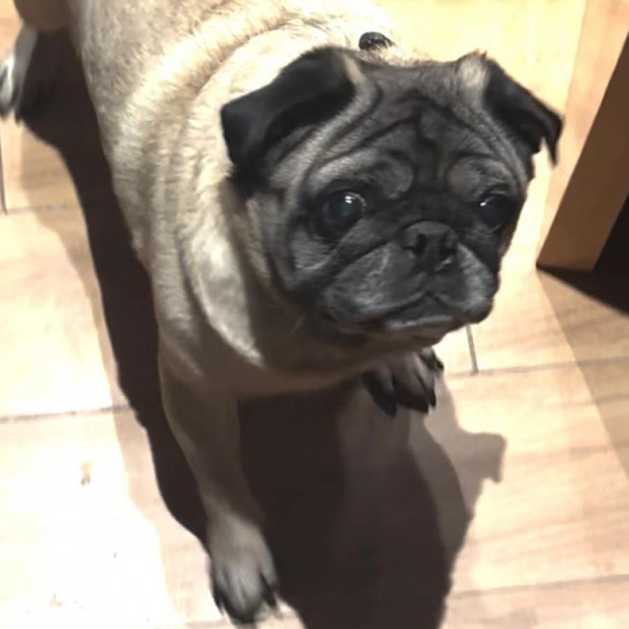 BENITO | Raza Pug o Carlin | Final Feliz