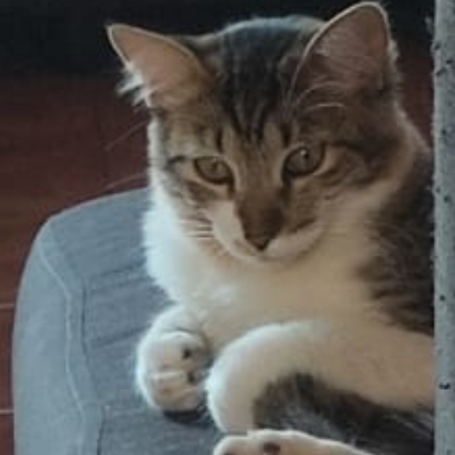 NALA | Raza Doméstico Americano de pelo semilargo | Perdida