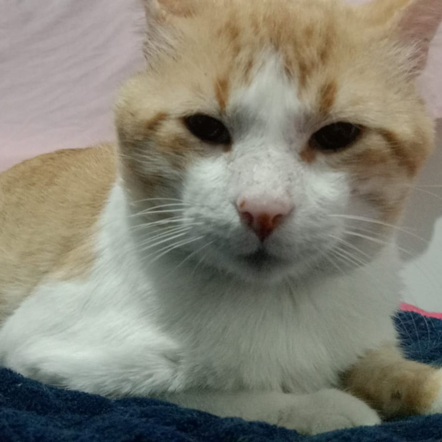 HANNY | Raza Doméstico Américano de Pelo Corto | Perdido