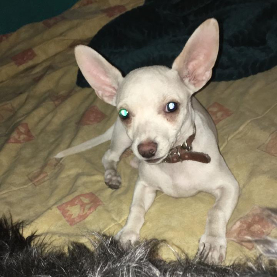 ROCKO | Raza Chihuahua | Perdido