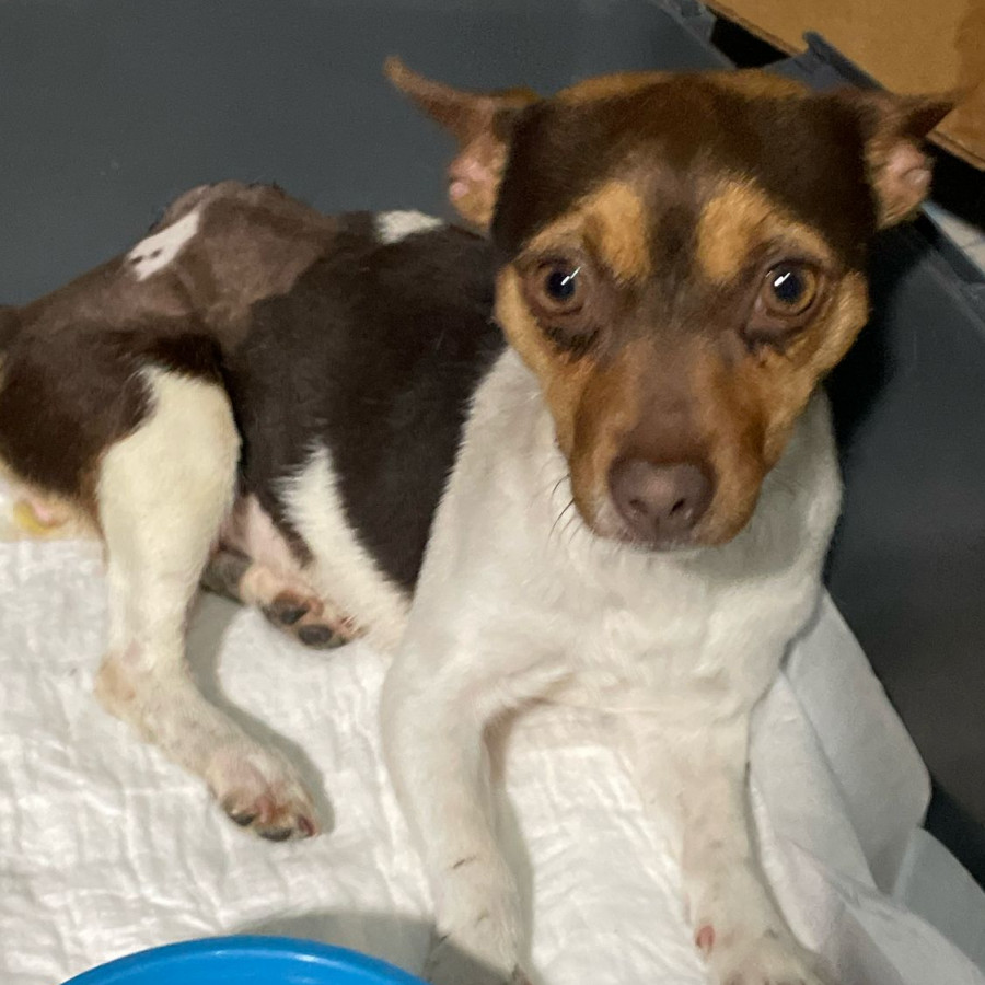 TRUFA | Raza Chihuahua | En Adopción