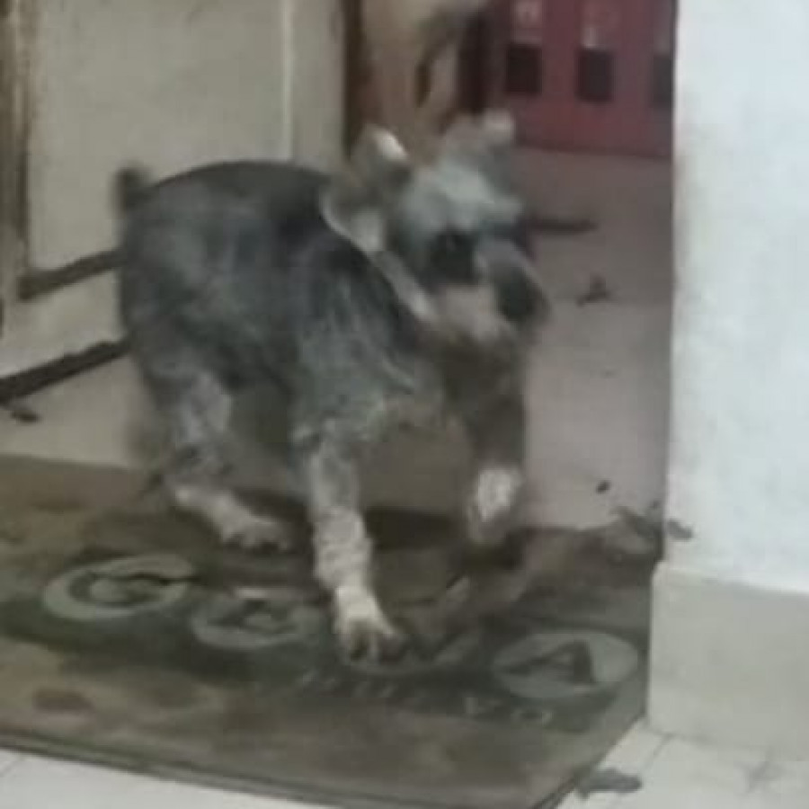 WINDY | Raza Schnauzer | Perdida