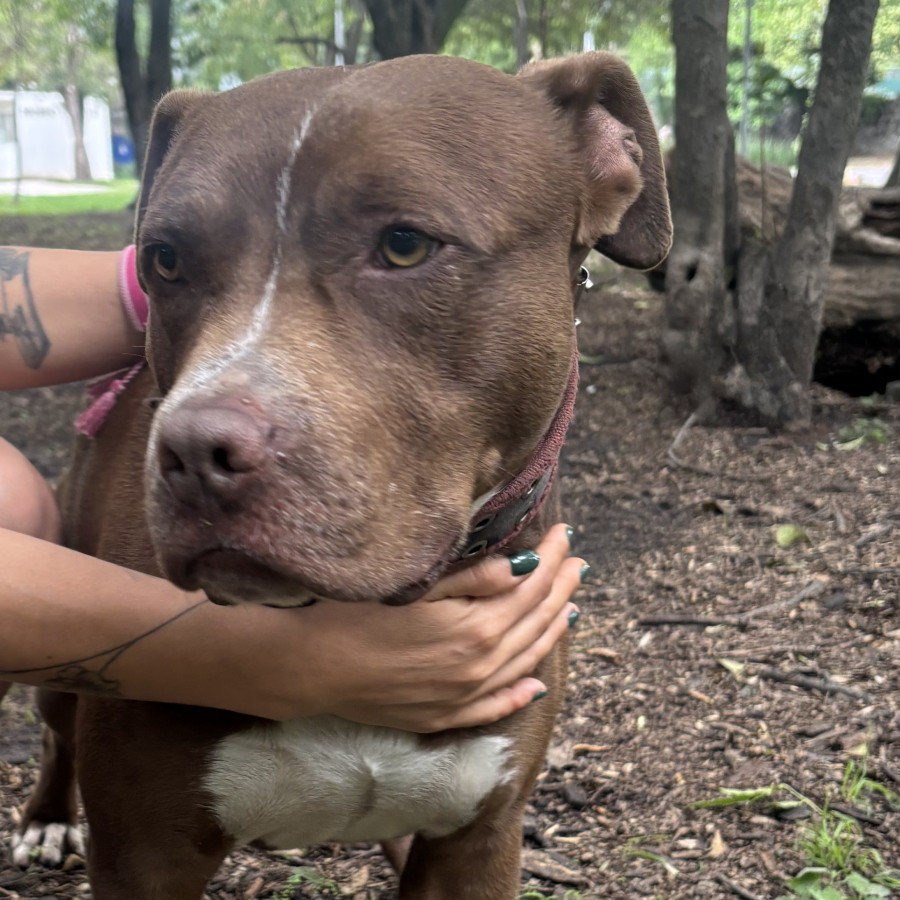  | Raza American Pitbull Terrier | Encontrado