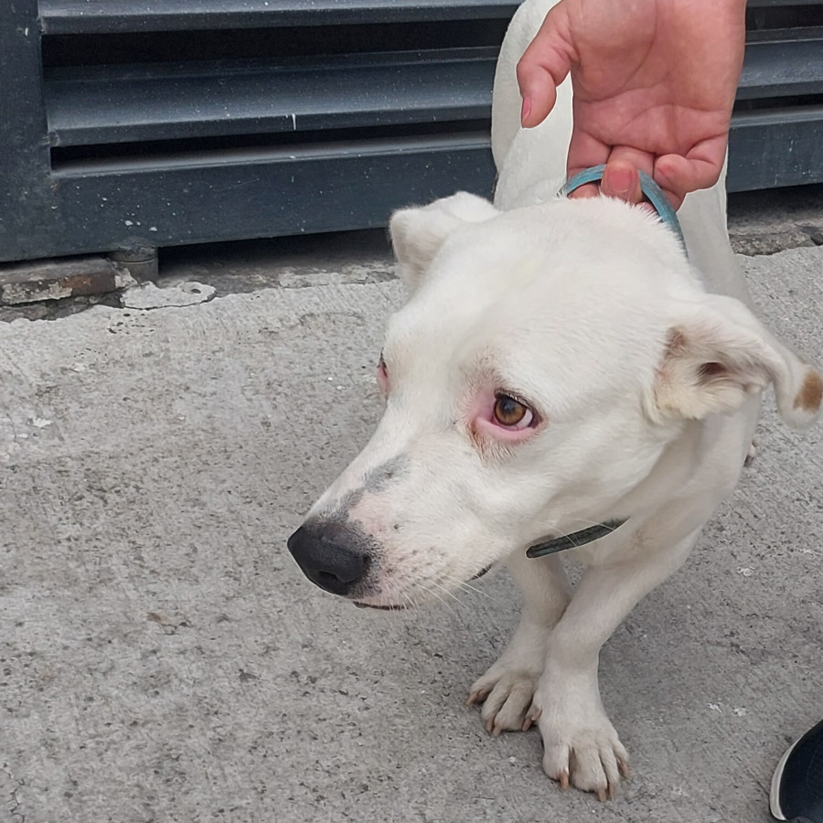  | Raza Mestizo | Encontrado