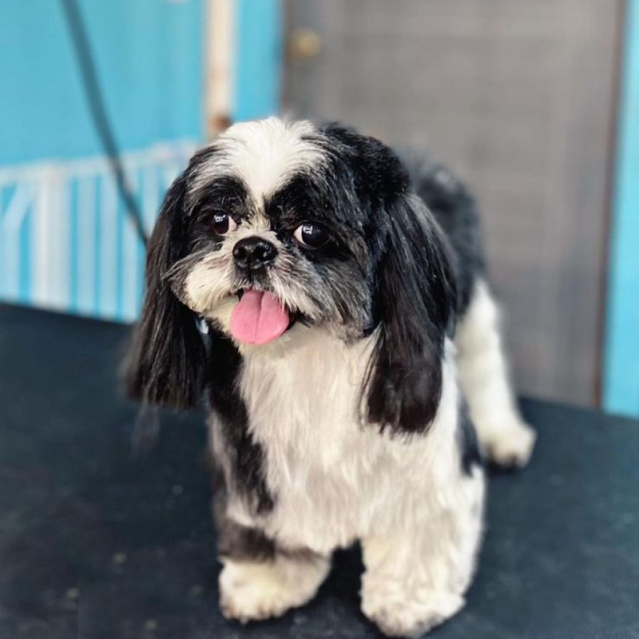ZEUS | Raza Shih Tzu  | Final Feliz