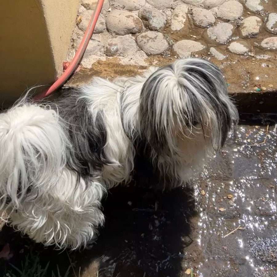 KILA | Raza Lhasa Apso | Final Feliz