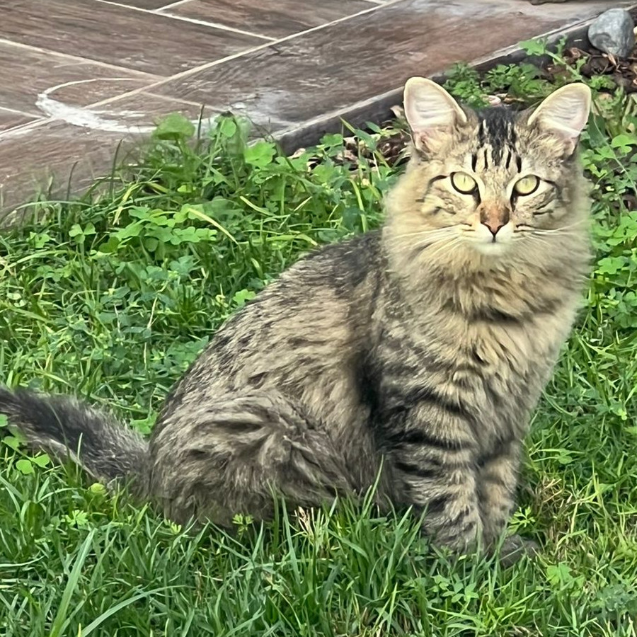 LOCKY | Raza Doméstico Américano de Pelo Largo | Perdido