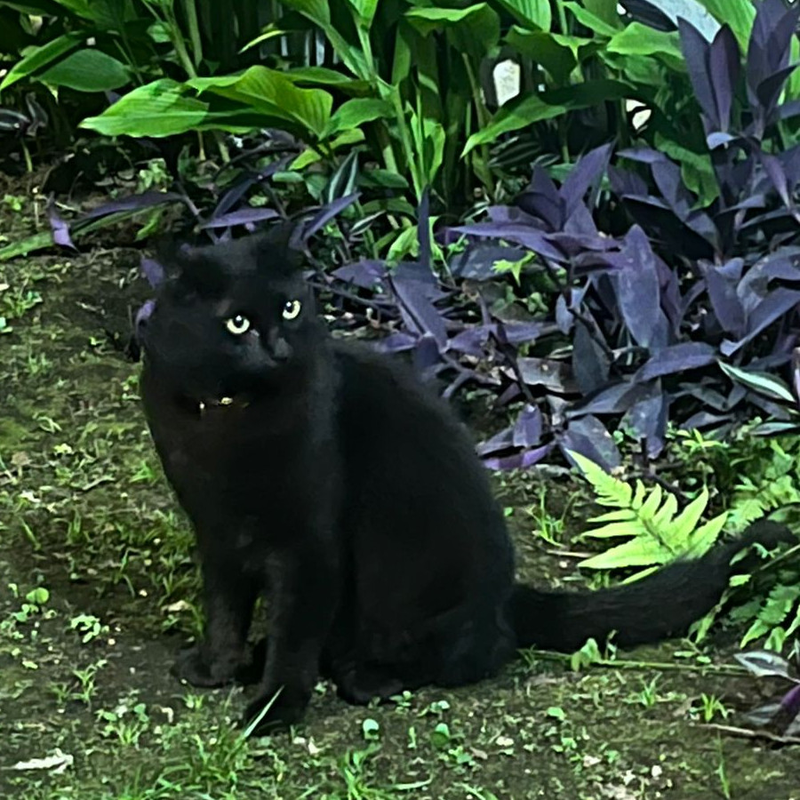 DARKO | Raza Angora Turco Negro | Perdido