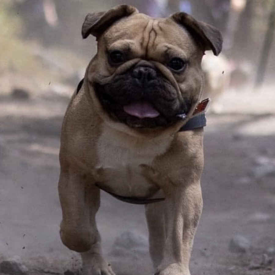 RIGO | Raza Mestizo, cruza de Bulldog Francés con Pug | Perdido