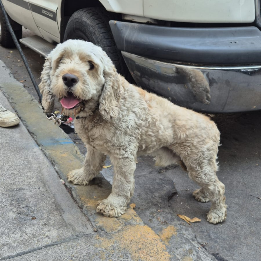  | Raza Mestizo,  cruza de Cocker con French Poodle,  (Cockapoo) | Final Feliz