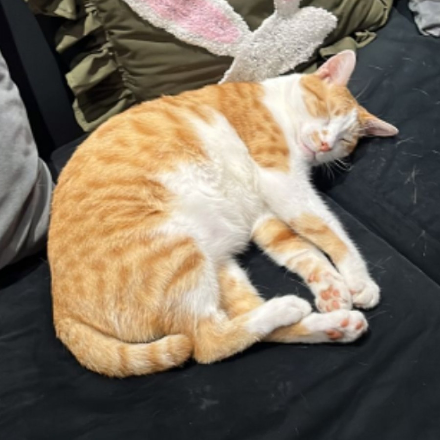 HOONIE | Raza Doméstico Américano de Pelo Corto | Perdido