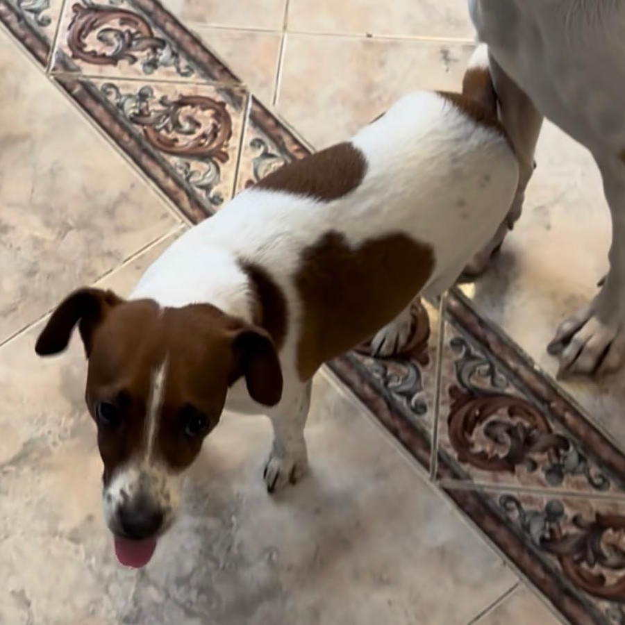 OHANNA | Raza Jack Russell Terrier | Perdida