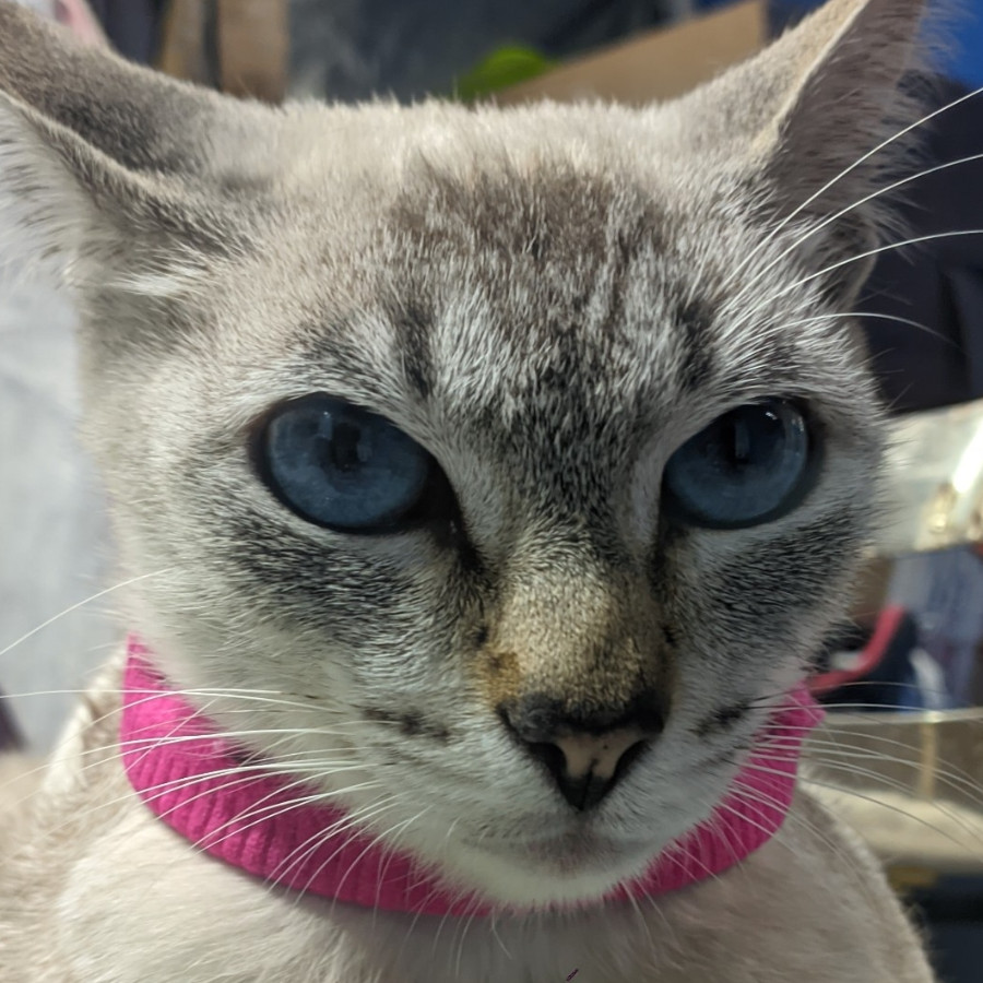 BELLA | Raza Aslan o Siamés moderno, punto tabby | Perdida