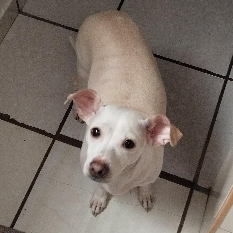 SIRIUS | Raza Mestizo, cruza de Chihuahua | Perdido