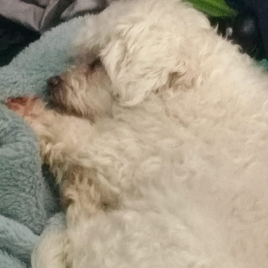 PELUDO (PERRITO CIEGO) | Raza French Poodle o Caniche | Final Feliz