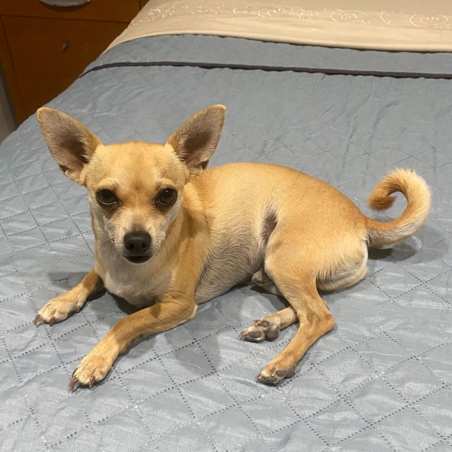 BINGO | Raza Chihuahua | Perdido