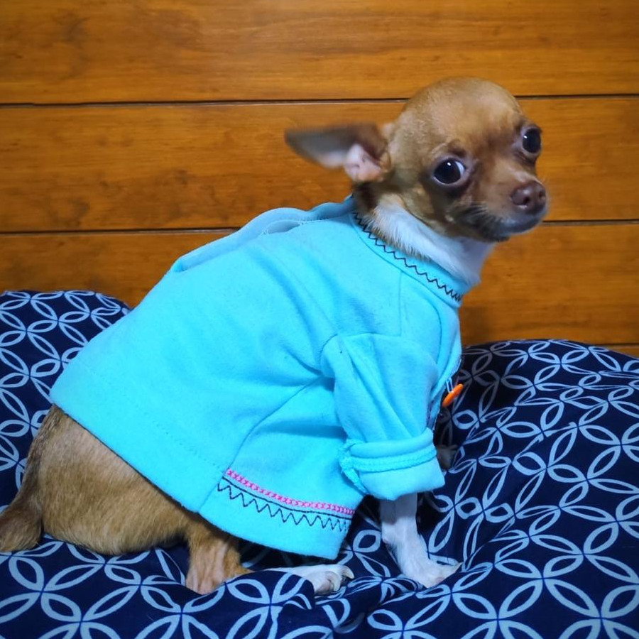 KALA | Raza Chihuahua | Perdida